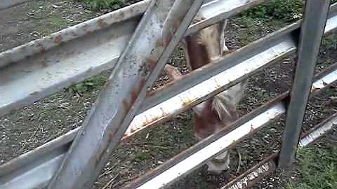 some wild donkey in the woods named clyde. enjoy