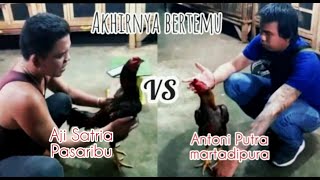 Cuplikan pertemuan Antoni Putra Martadipura (PJF) VS Aji Satria Pasaribu (Dokter Ayam)