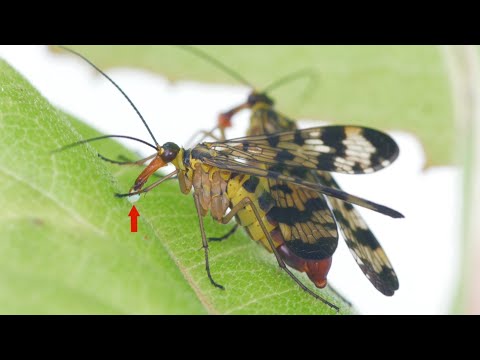 Video: Wie funktioniert die Skorpionsfliege?