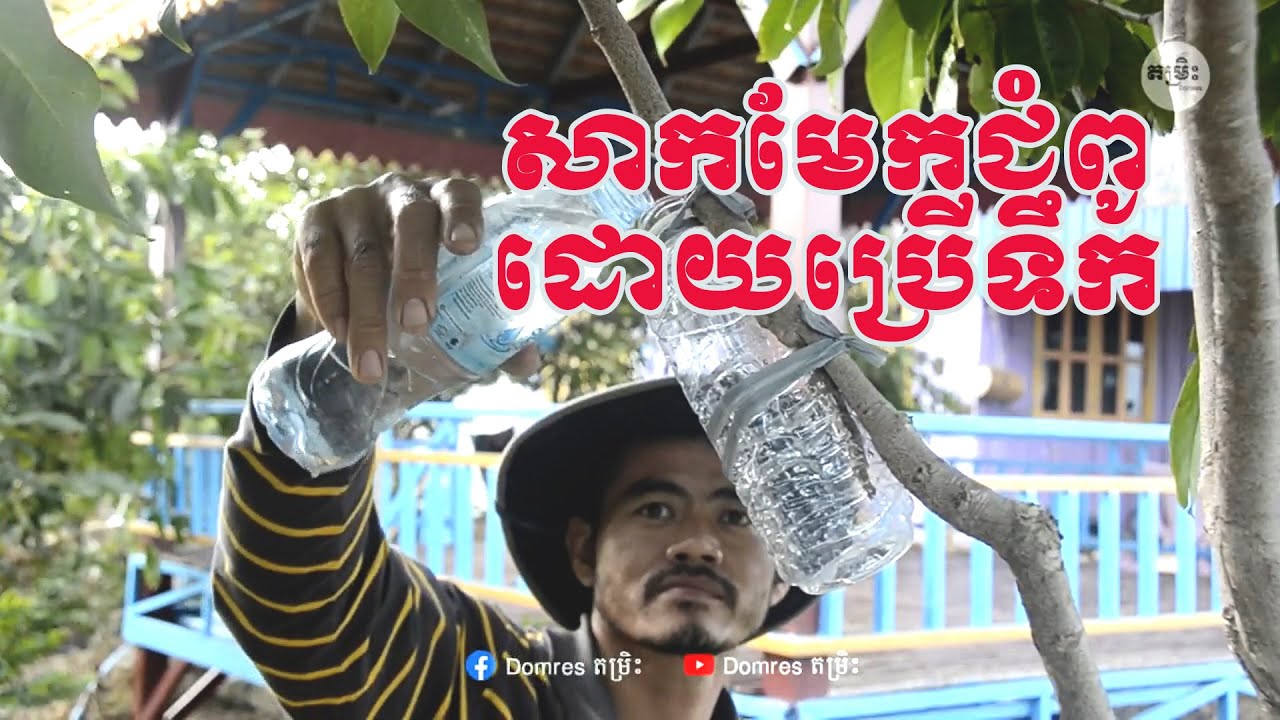 សាកមែកជំពូ ដោយប្រើទឹក (Wax apple grafting by using water) YouTube