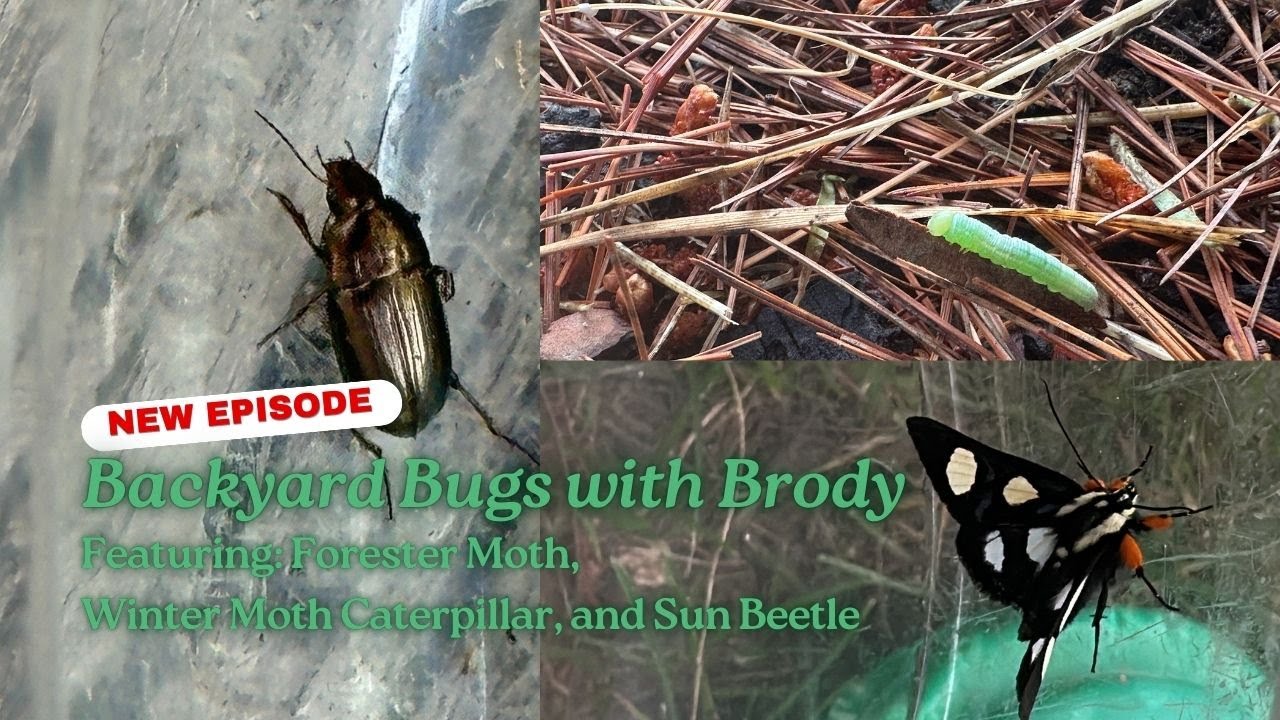 Camping at Lake Jacomo (Eight Spotted Forester Moth, Winter Moth