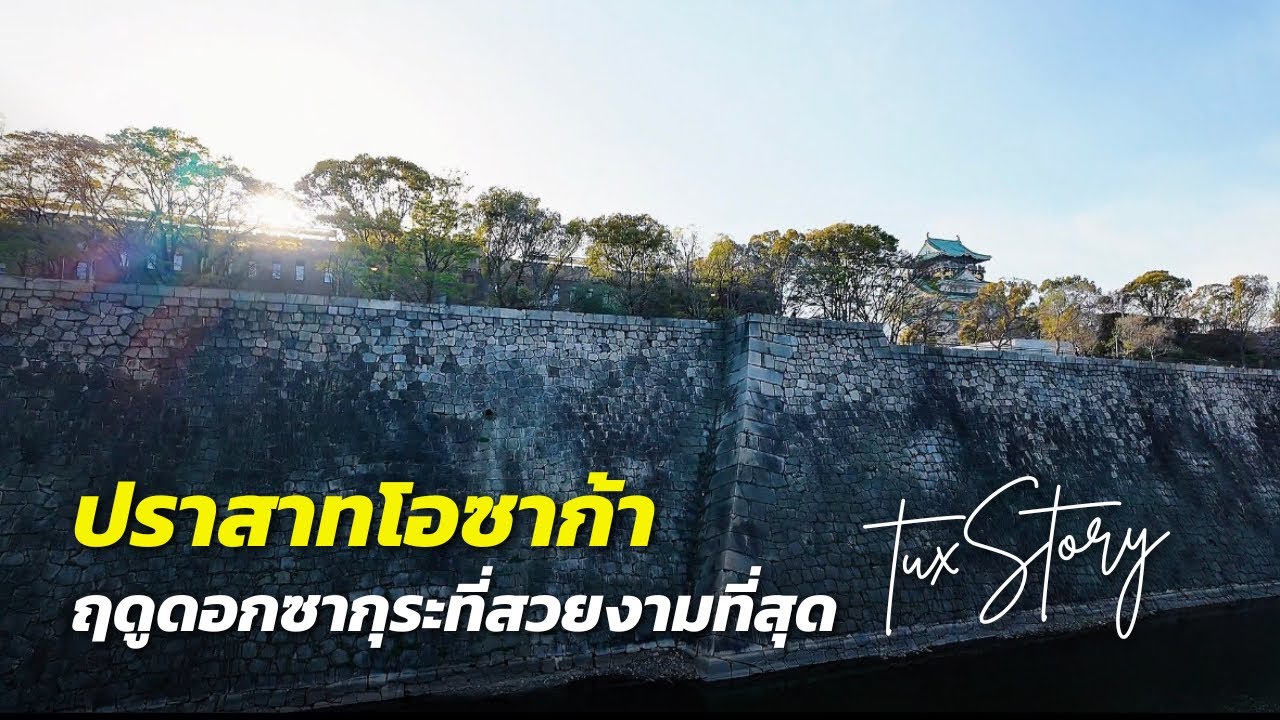 หนุ่มเหนือพารีวิวดอกซากุระที่ปราสาทโอซาก้า ประเทศญี่ปุ่น | Spring in Osaka Japan