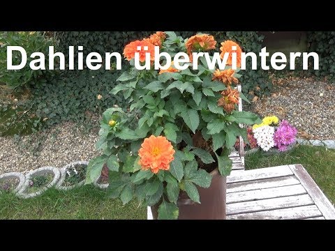 Video: Wie Lagert Man Dahlien Im Winter? 25 Fotos Wie Grabe Ich Sie Richtig Aus? Unter Welchen Bedingungen Können Knollen Bis Zum Frühjahr Gelagert Werden? Wie Nach Dem Graben Zu Verarbei