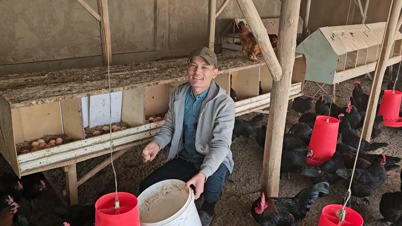 Уйда пул топиш, бизнес килиш, товук бокиш бизнеси