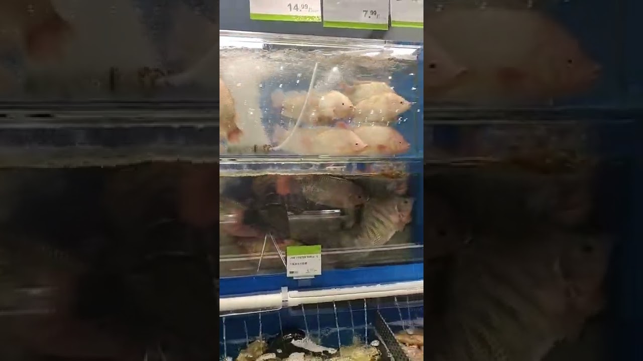 #fish