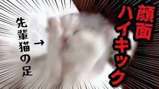 猫です Here's a cat whose face was crushed after being hit directly by a