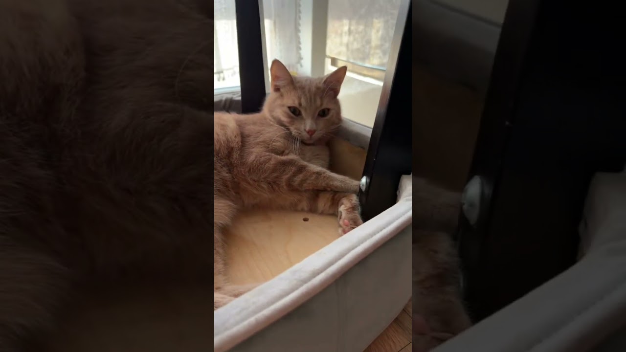 Главное, что ему было комфортно 😹 