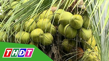 Đẩy mạnh canh tác dừa hữu cơ để xuất khẩu | THDT