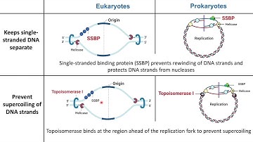 Eukaryotic vs Prokaryotic DNA Replication