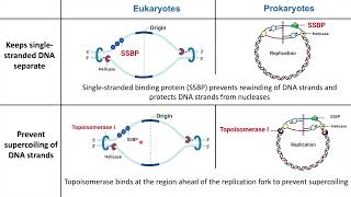 Eukaryotic vs Prokaryotic DNA Replication