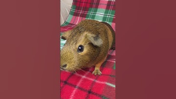 Thumbnail of 💜WHEEK WHEEK!💜 Coco loves Wheeking! Guinea Pig Noises