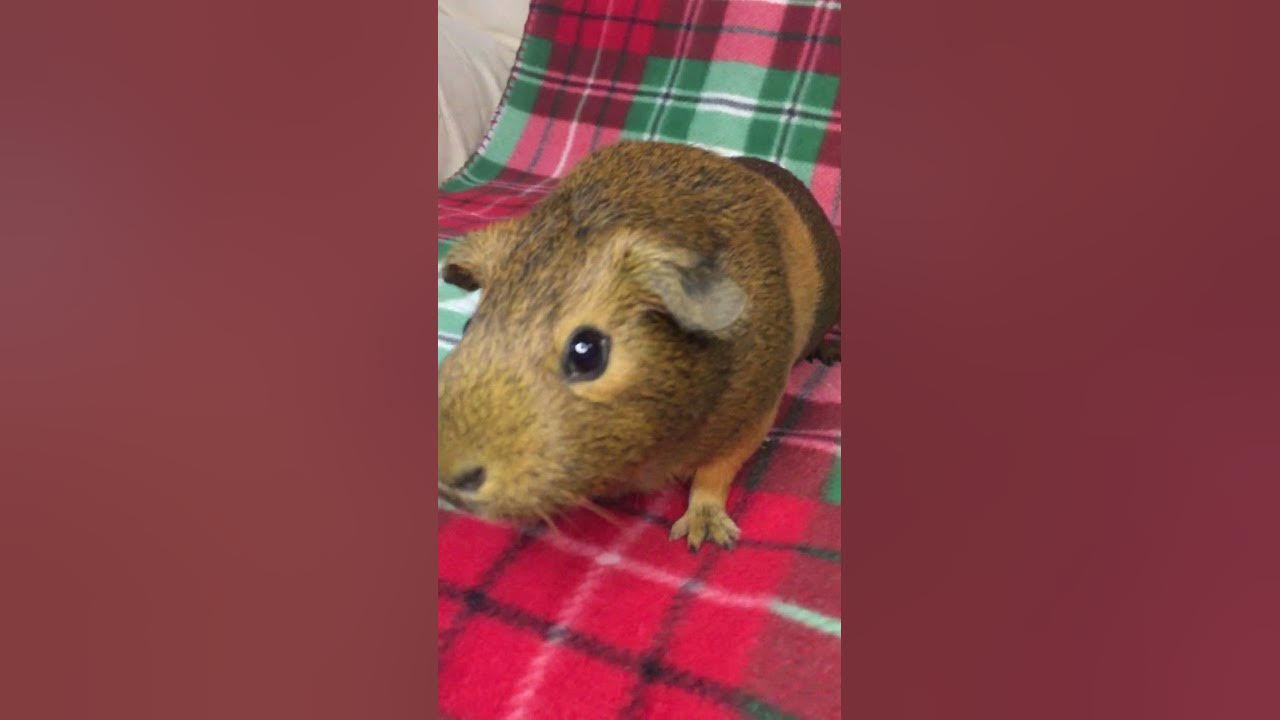 💜WHEEK WHEEK!💜 Coco loves Wheeking! Guinea Pig Noises
