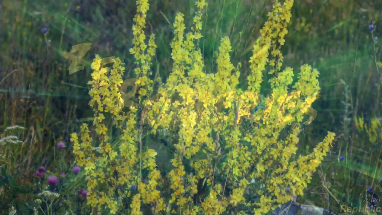 Plants You Didn’t Know That Can Actually Get You High