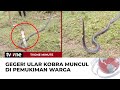 Ular kobra Sepanjang Dua Meter Masuk Pemukiman Warga di Gorontalo | tvOne Minute