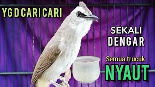 Suara Trucukan YG D SUKAI LAWAN ‼️ SEKALI PUTAR SEMUA TRUCUKAN NYAUT NGROPEL SEKETIKA ‼️