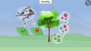 Basics of Heredity | Part 1/1 | English | Class 10