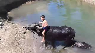 Child who Swims with Buffaloes in Iraq 🐃 / الطفل الذي يسبح مع الجاموس في العراق 🐃