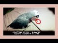 ПОПУГАЙ жако Петруня ПЕРВЫЙ РАЗ УВИДЕЛ МУХУ/funny animal videos