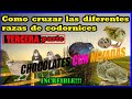 3° VIDEO DE CRUZAS DE CODORNICES DE COLORES. COMO CRUZAR SNOWY CON TOSCANAS. CHOCOLATES CON NEVADAS