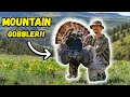 MOUNTAIN TURKEYS from a MILE away!!! (Public Land Hunting!)