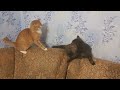 Кот Кузя пристает к кошке Мухе, а она убегает