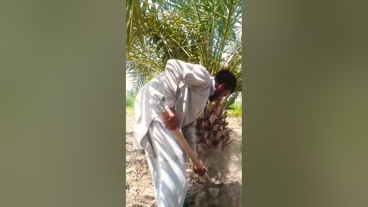 najaf-ali-chohan-khajur-ke-paudhon-ko-matti-laga-raha-hai-youtube