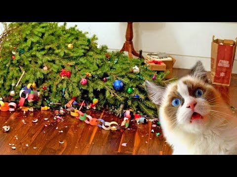 funny-cats-vs-christmas-trees---funny-cats-and-christmas-tree---funny-cats-2019