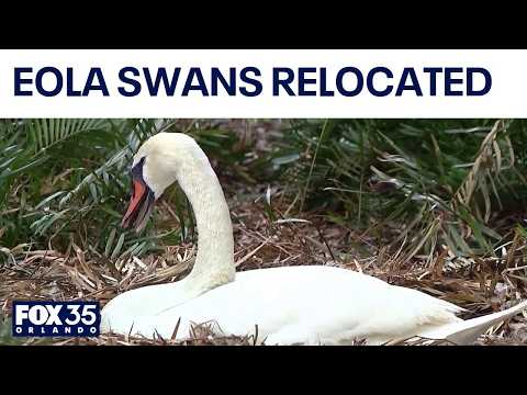 Lake Eola swans relocated ahead of $60 million park renovation