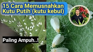 15 Tips dan Ramuan Ampuh Mengatasi Hama Tanaman, cara mengatasi kutu kebul (kutu putih) pada tanaman