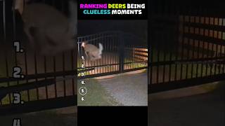 Deers Being Dumb & Clueless