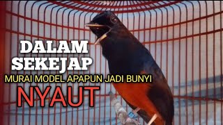 Download Lagu MURAI BATU GACOR Ampuh buat PANCINGAN MURAI biar lawan EMOSI jadi Bunyi NYAUT BONGKAR MATERI ISIAN  MP3