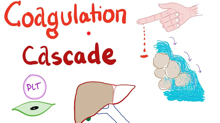The Coagulation Cascade - Intrinsic & Extrinsic-  Most COMPREHENSIVE Explanation - Hematology