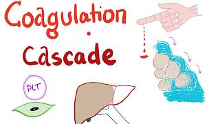 The Coagulation Cascade Most Comprehensive Explanation