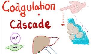 The Coagulation Cascade - Intrinsic & Extrinsic-  Most COMPREHENSIVE Explanation - Hematology
