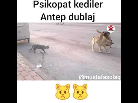 PSİKOPAT KEDİ MIRRACAN - ANTEP DUBLAJ