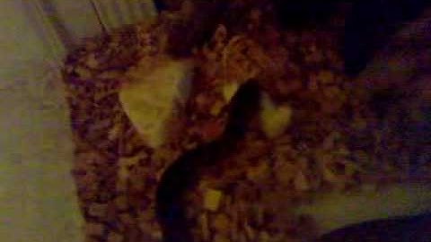 Spotted Python Strikes