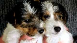 Fox Terriers  Mini & Maxi Фокстерьеры.