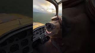 Download Lagu Bear Caught Flying a Plane Over the Forest! βοΈπ» #hero #viral #subscribe MP3 Download Lagu Bear Caught Flying a Plane Over the Forest! βοΈπ» #hero #viral #subscribe MP3