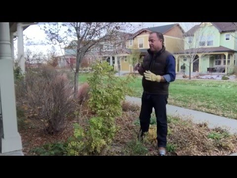 How to trim back rose bushes in fall for winter.