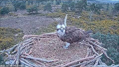 Osprey CJ7 visits the on-cam nest, gets severely buzzed! ~ ©BirdsOfPooleHarbour