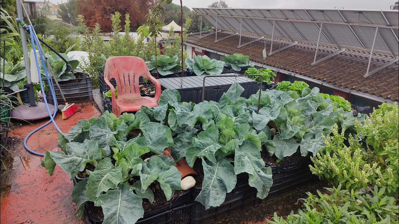 Huerto de otoño invierno 