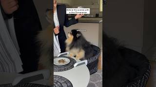 Behind the scenes with a DIVA Pomeranian  #pomeranian #dog