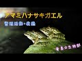 アマミハナサキガエル・繁殖活動（夜編）