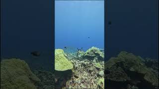 Turtles #StormRelief #RebuildTogether #HelpingHands #4k #asmr #shorts #aquarium #fun #eco #gopro