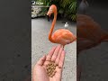 Feeding A Flock Of Beautiful Flamingos 🦩 #SHORTS Mp3 Song