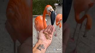 Feeding A Flock Of Beautiful Flamingos 🦩 #SHORTS