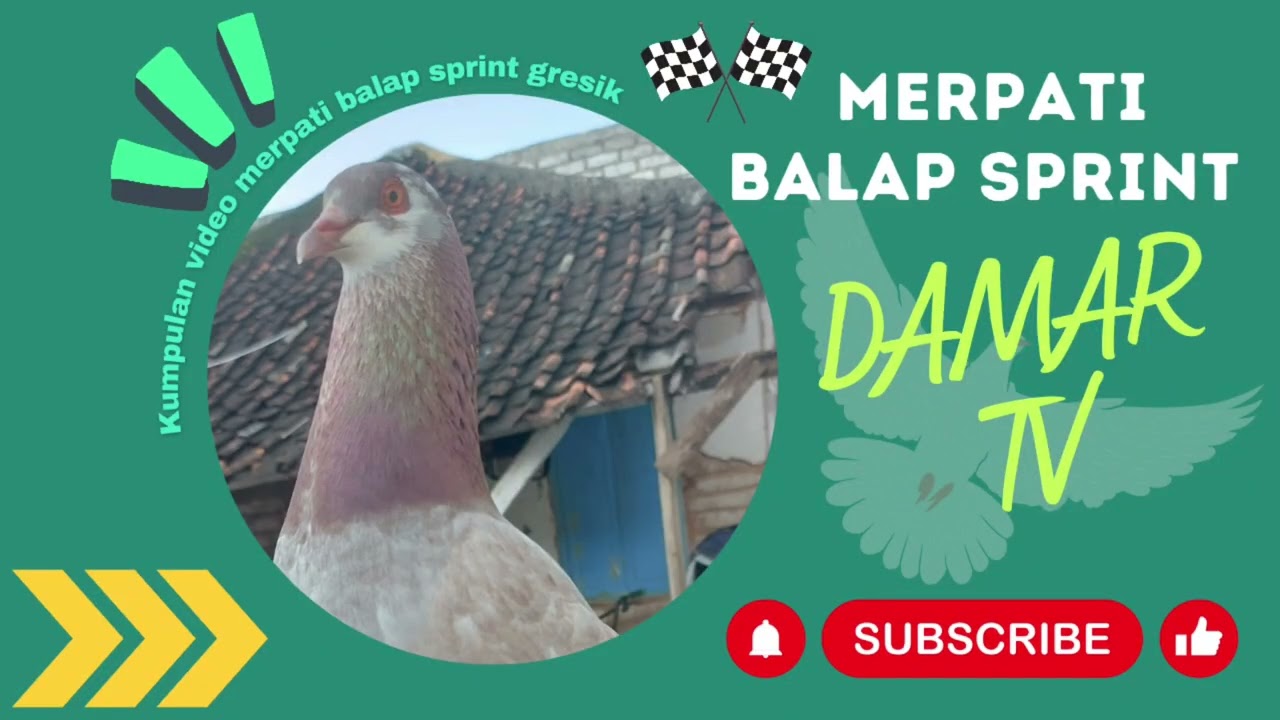 Lomba Merpati Balap Sprint 500M - Lap Mojo - DAMAR TV