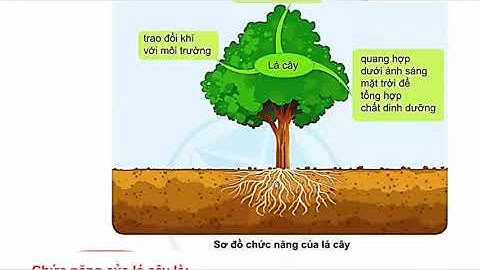 Tự Nhiên Xã Hội 3 Bài 12   Các Bộ Phận Của Thực Vật Và Chức Năng Của Chúng   Trang 61   70 Cánh Diều