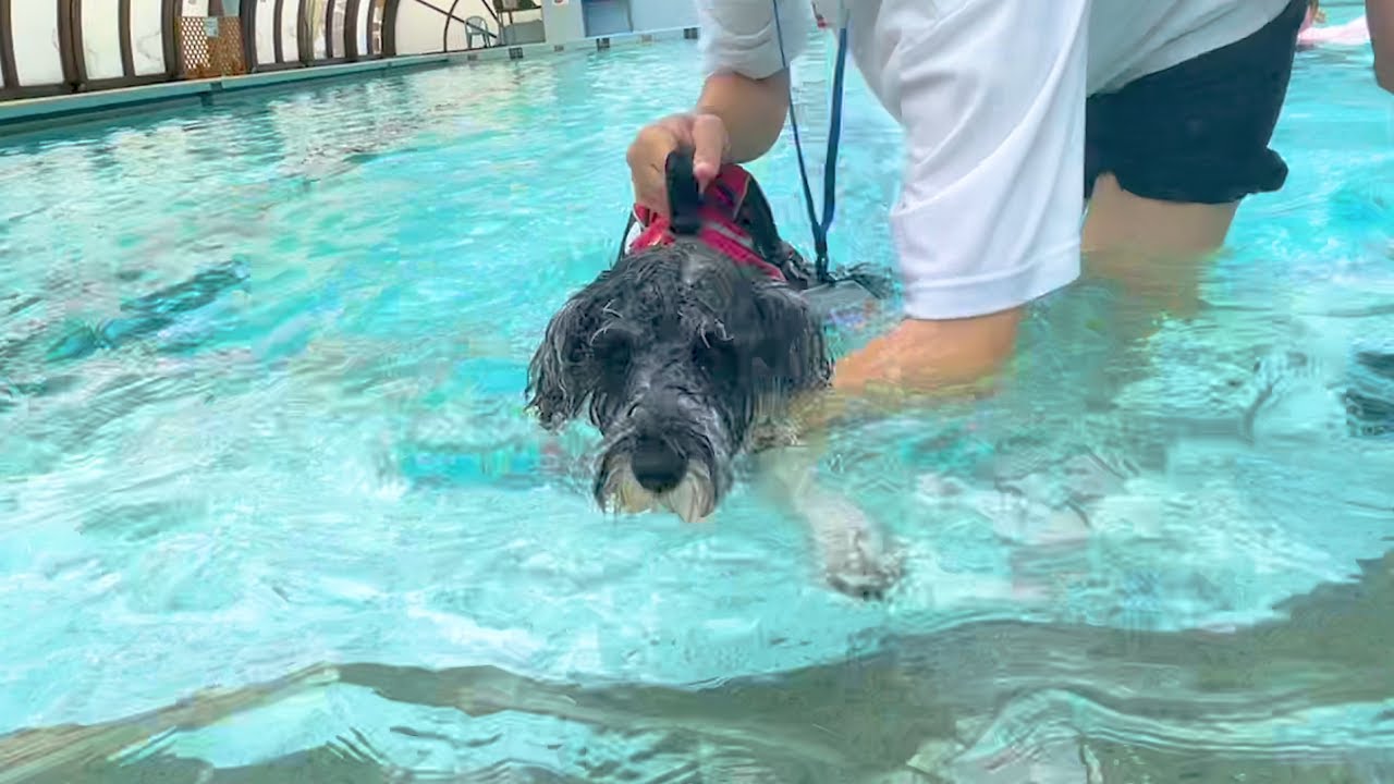 カナヅチ愛犬をプールに入れてみた結果www【ミニチュアシュナウザーのコアラ】