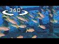 台灣360 VR海洋篇，Taiwan Ocean 360 VR